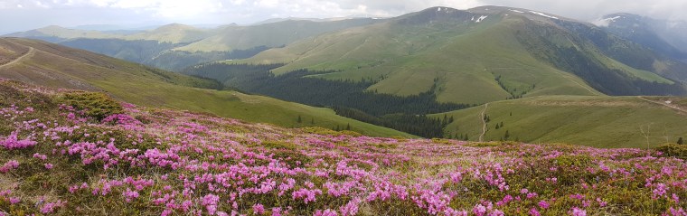 bujor de munte prin peisaj cu zapada