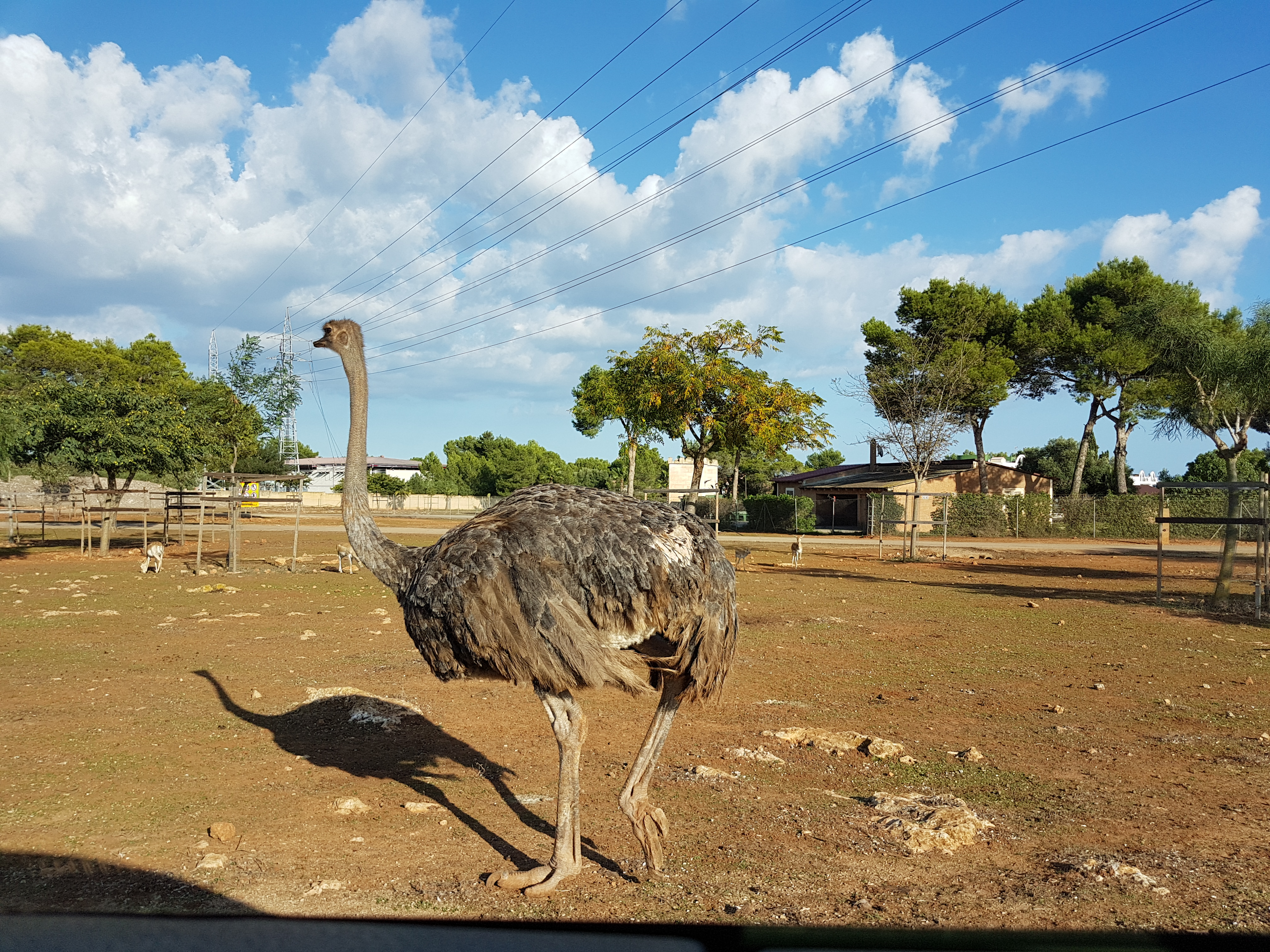 safari in Palma de Mallorca