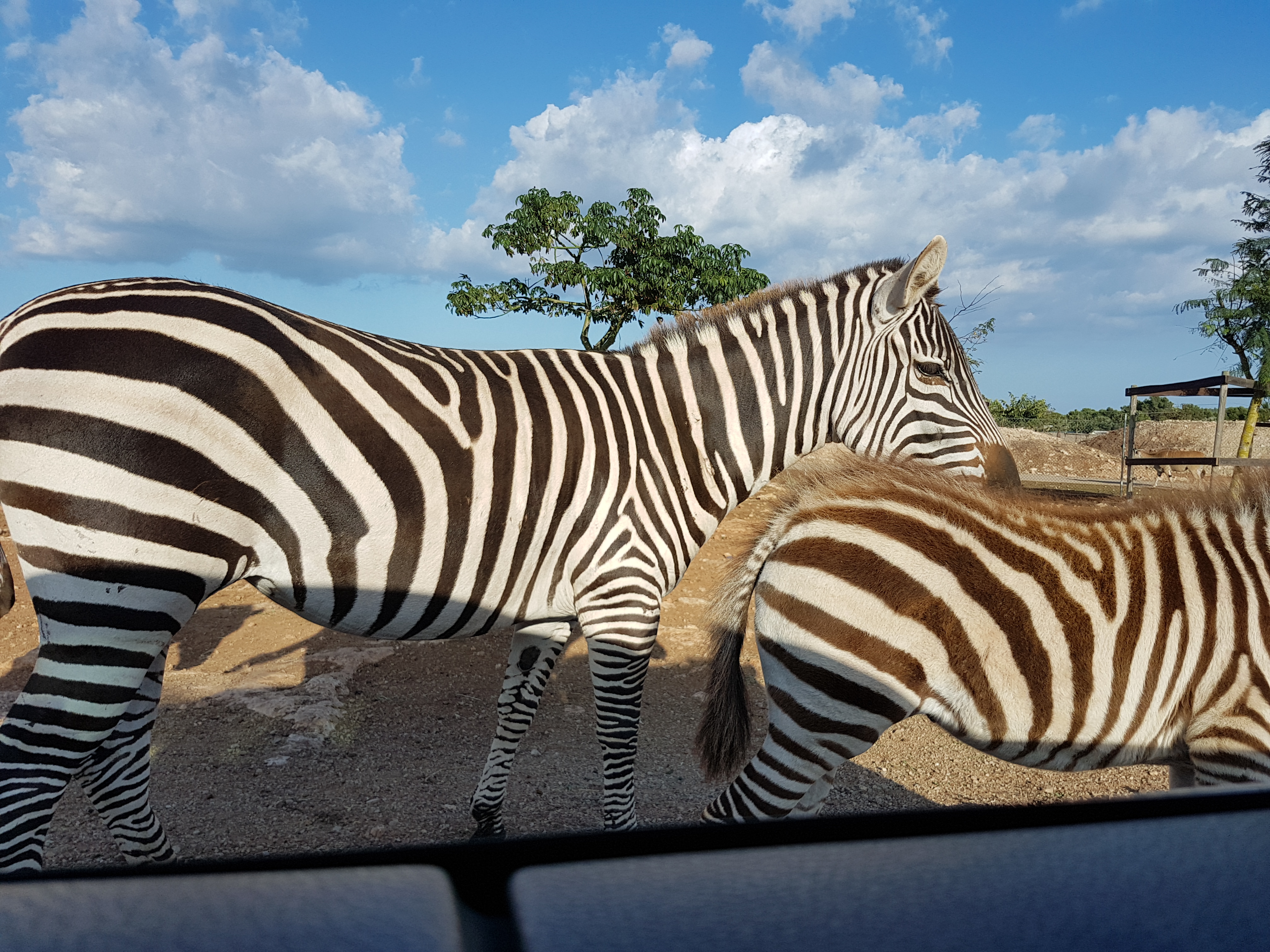 unde poti sa faci safari in Europa