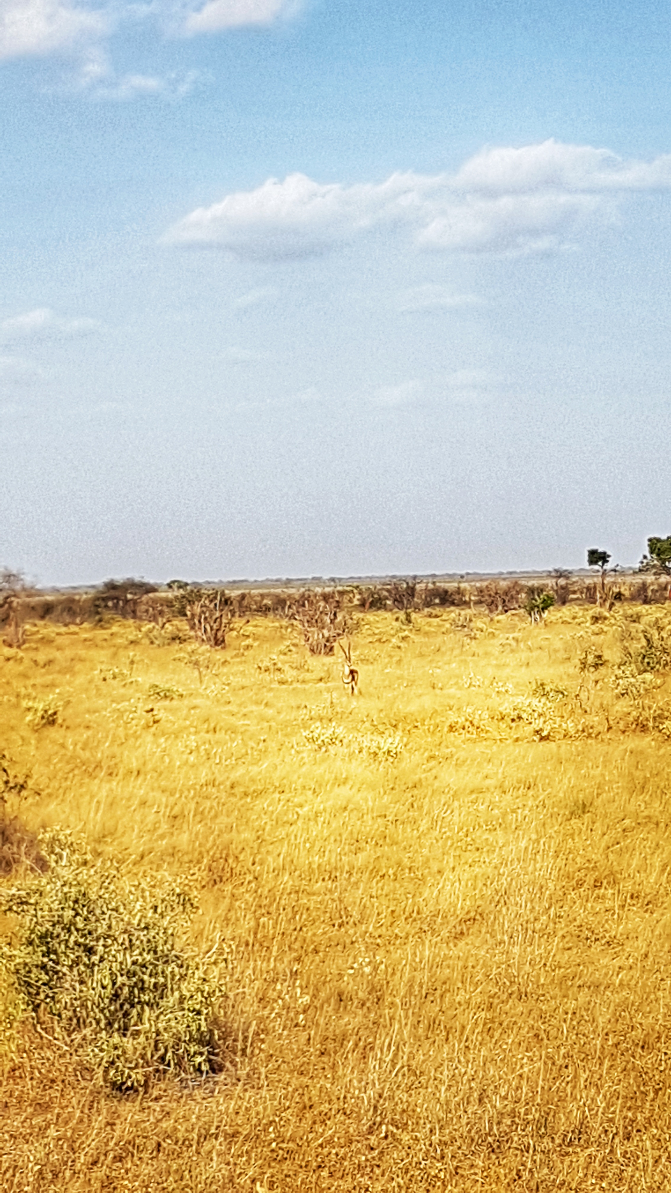 safari kenya am fost acolo