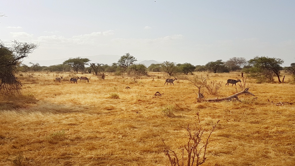 safari kenya am fost acolo